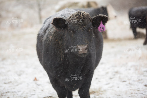 Cattle 1678