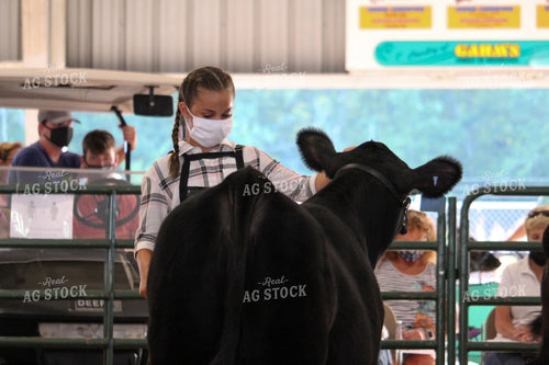 4H Cattle Show with Masks 52047