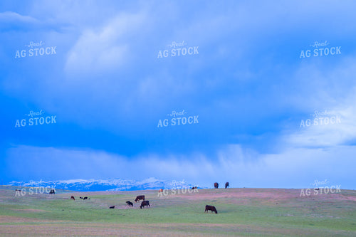 Pastoral Landscape With Cattle Grazing Under a Majestic Cloudy Sky 65336