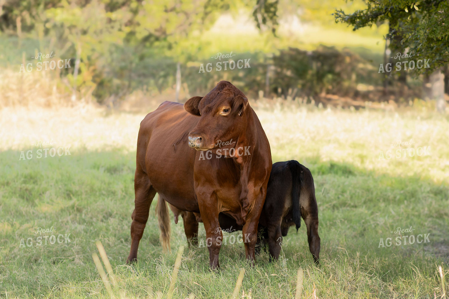 Angus Cattle on Pasture 288014