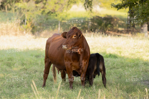Angus Cattle on Pasture 288014