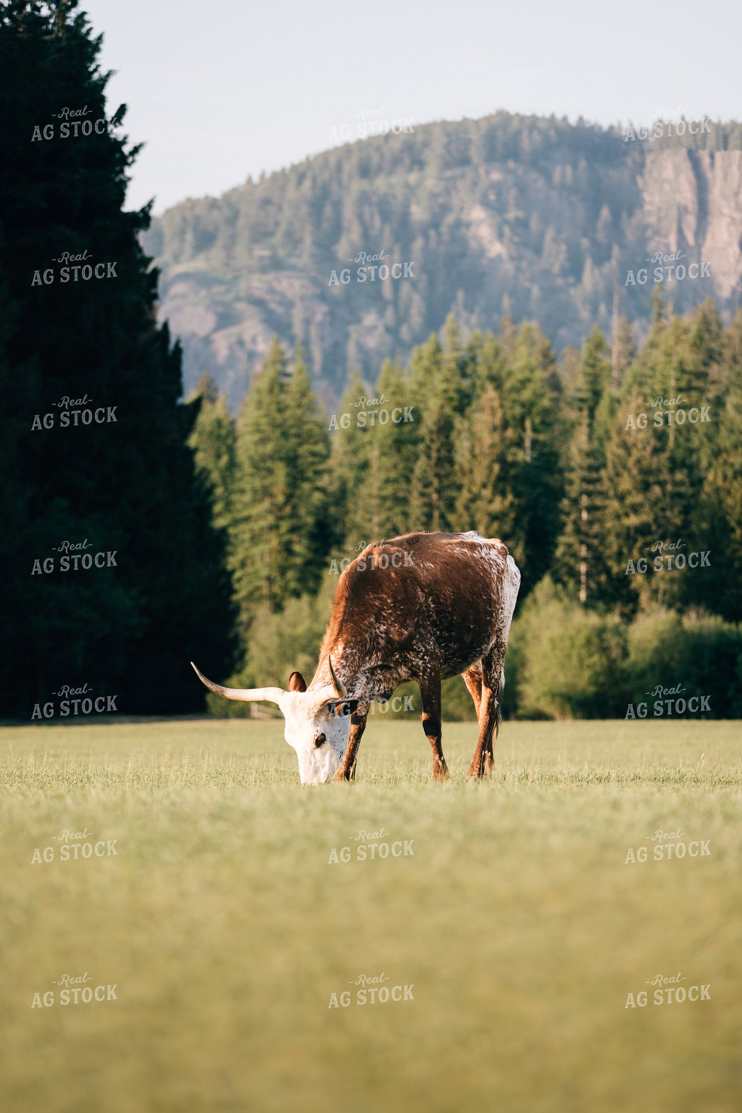 Longhorn 178005