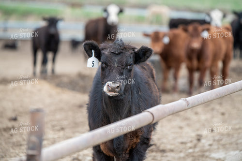 Cattle on Feedlot 193028
