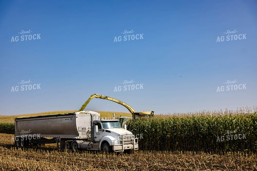 Chopping Corn Silage 152538