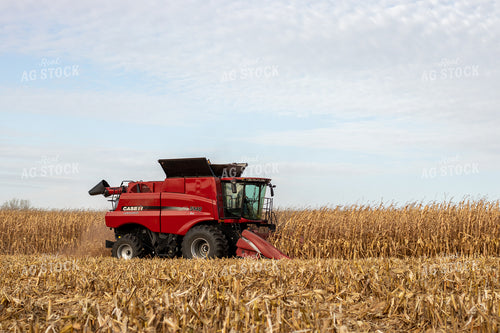 Combine Harvesting Corn 67144