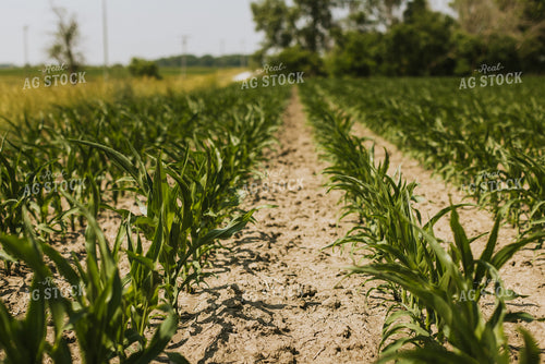Corn Field 7847