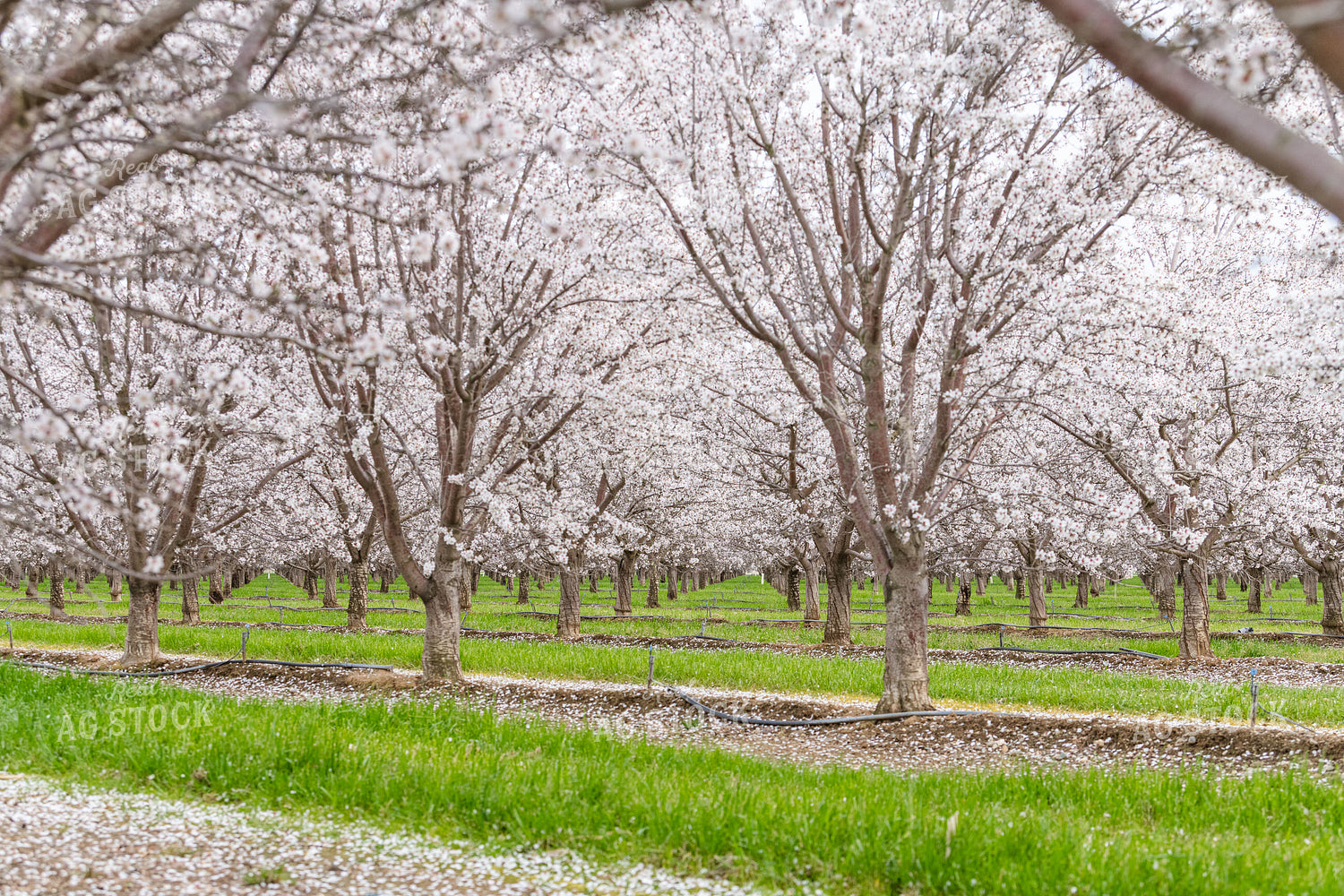 Almond Blossoms on Almond Trees 107099