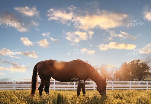 Horse 174049