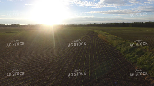 Early Corn Field Drone Sunset 85007