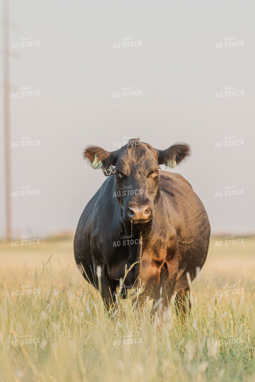 Cattle on Pasture 131032