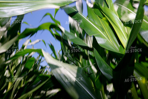 Midseason Corn 129100