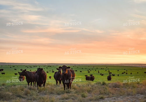 Cattle on Pasture 56090