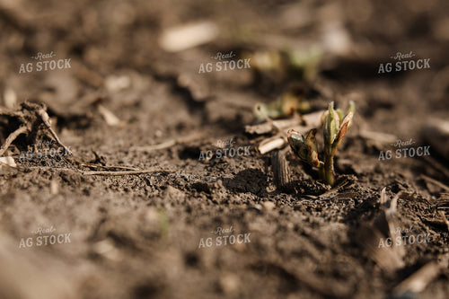 Planting 2889