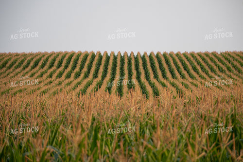 Rows of Corn Tassels 50119