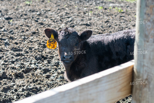 Calf 50474