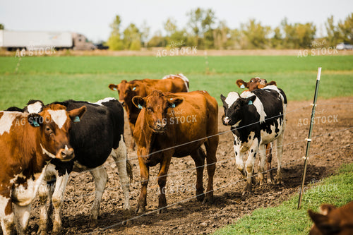 Dairy 2712