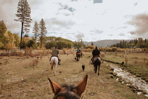 Ranchers on Horseback with Cow Dogs 66074