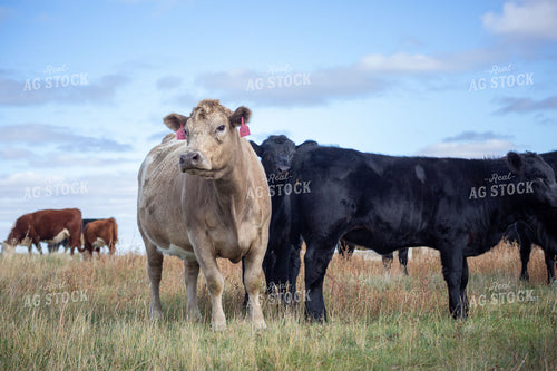 Mixed-Breed Beef Cattle Herd Grazing on Fall Pasture 406067