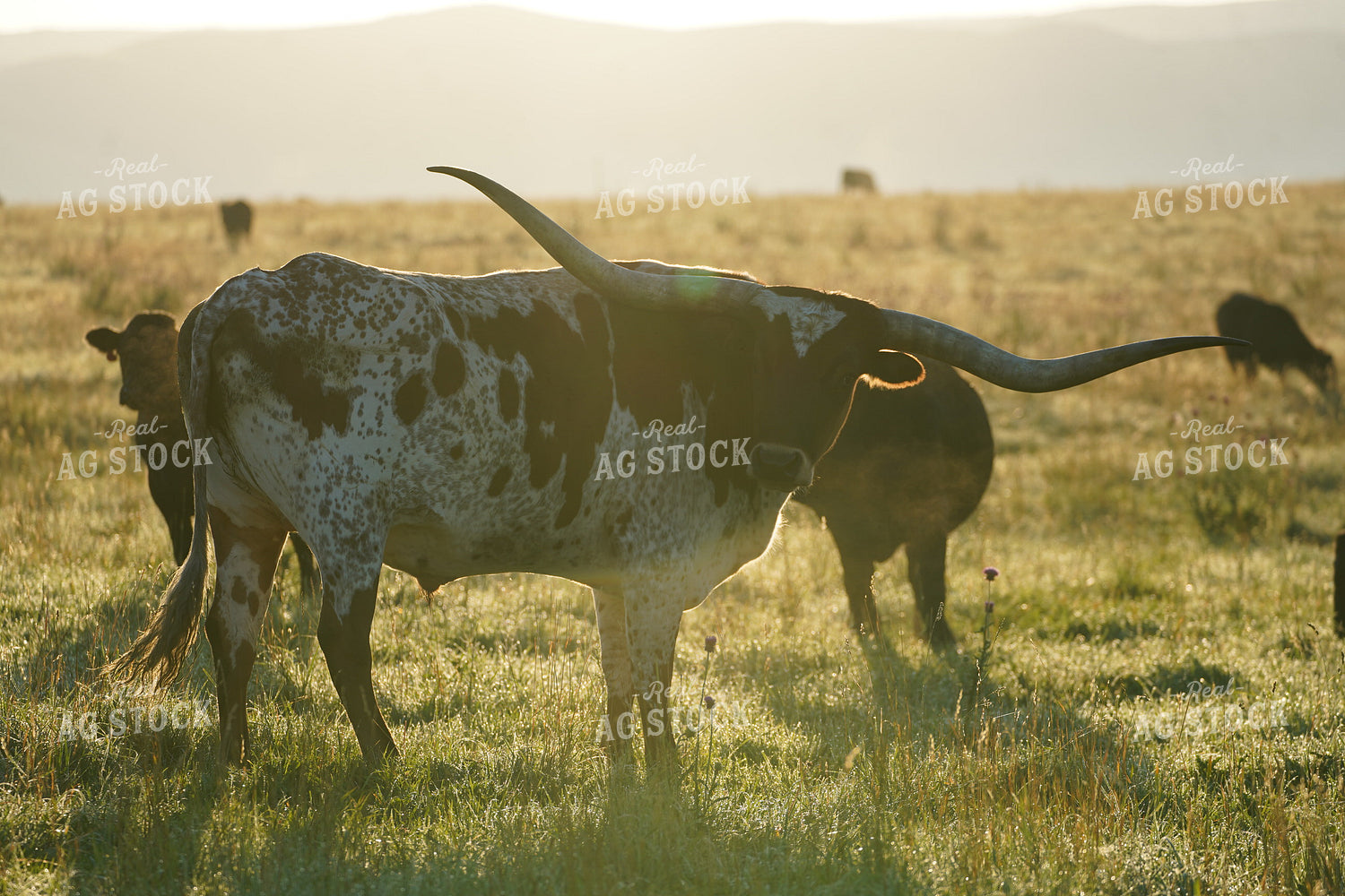 Longhorn Cattle 293038