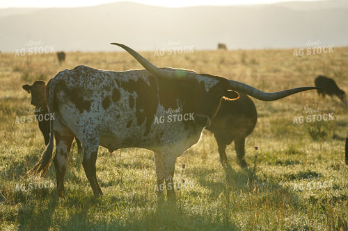 Longhorn Cattle 293038