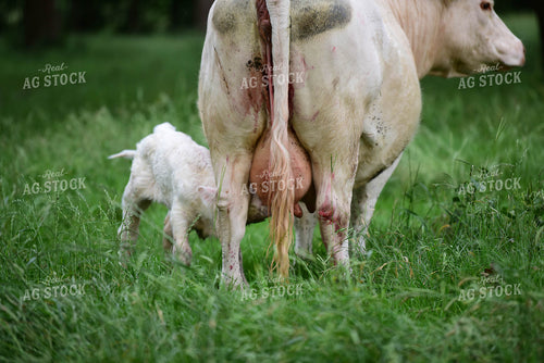 Charolais Cow with Newborn Calf 192013