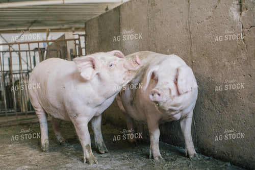 Pig in Pen in Modern Barn 3225