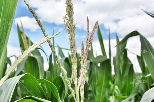Corn Tassels 141366