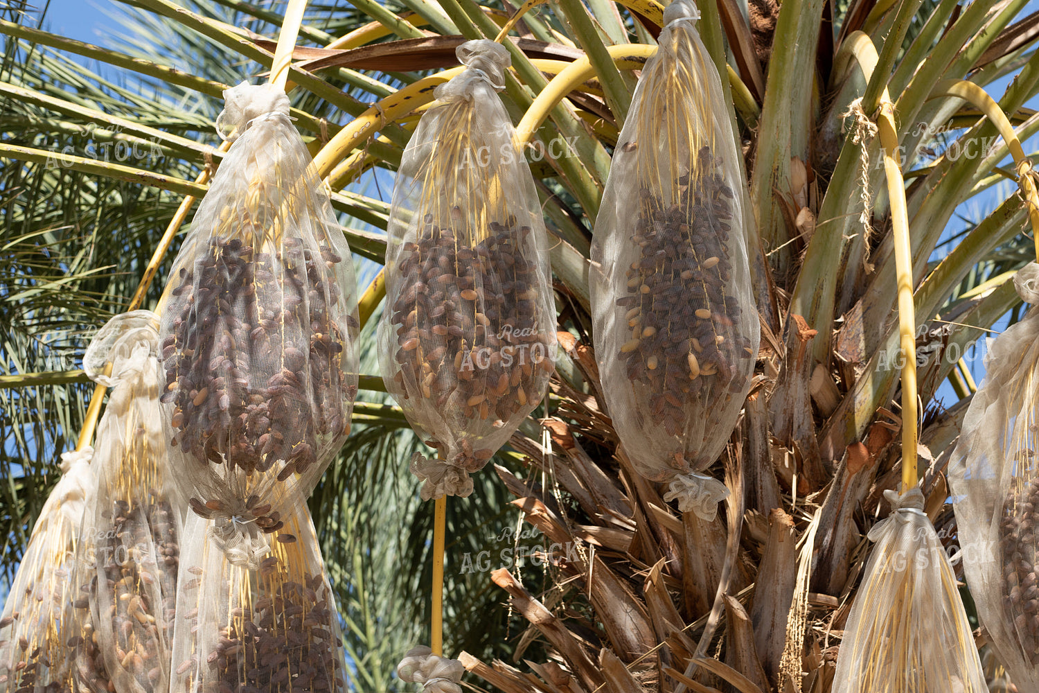 Bundles of Dates 105003