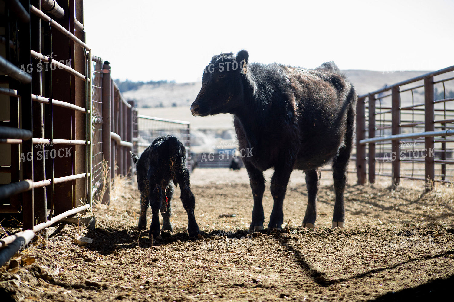 Angus Cow Calf Pair 117267