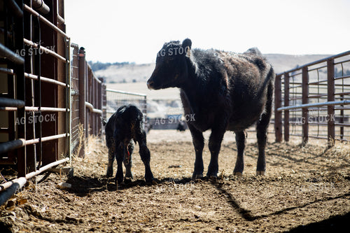 Angus Cow Calf Pair 117267