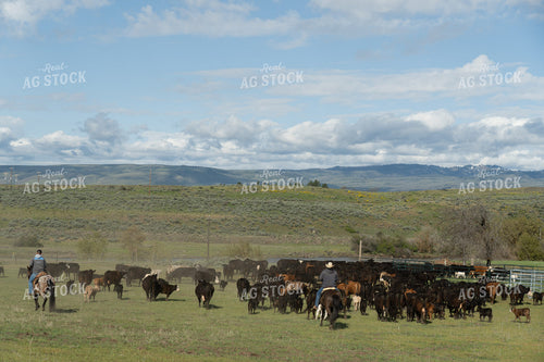 Group of Ranchers Herding Cattle in a Scenic Rural Landscape 65281