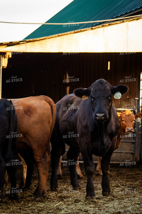 Bred Heifers 268392