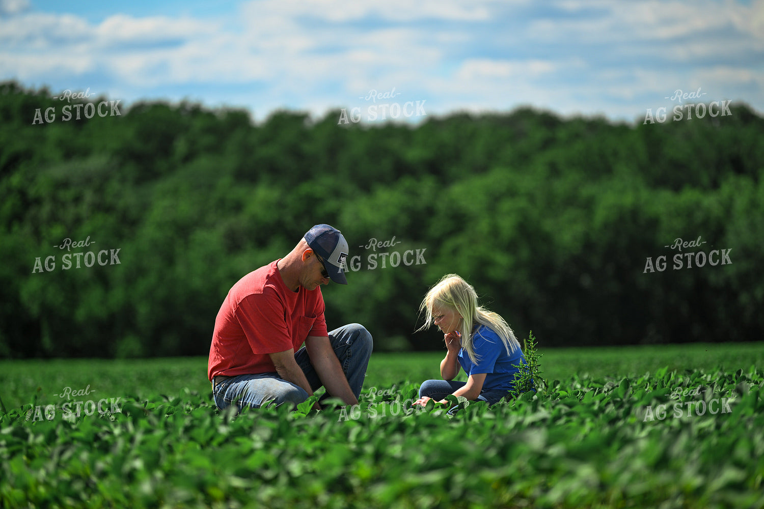 Farmer Scouting Soybean Field With Daughter 191322