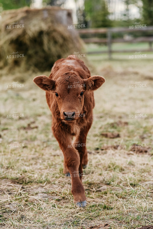 Cow and Calf 64061