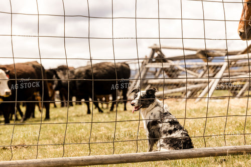 Farm Dog 225018