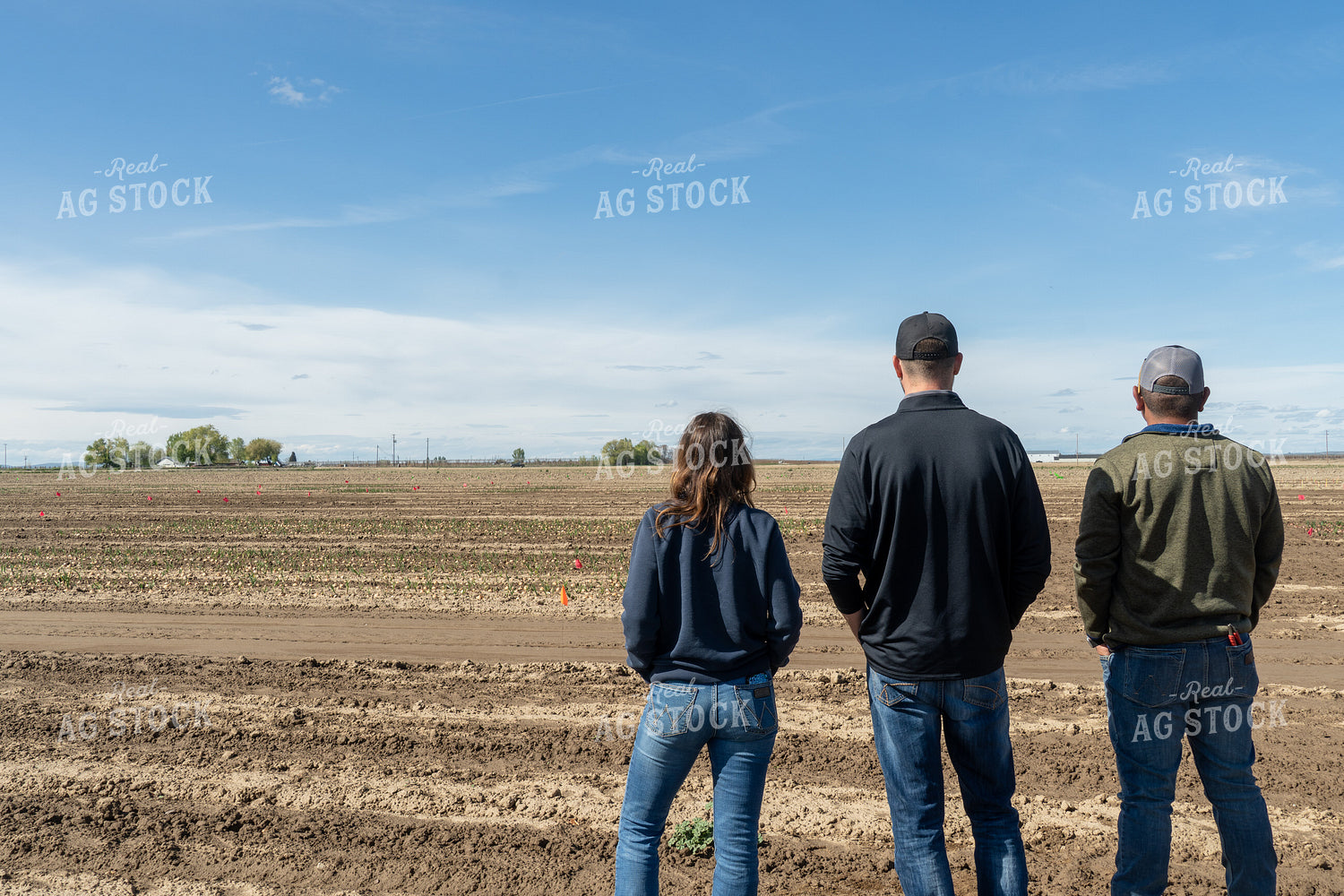 Producers Checking Onion Field 65671