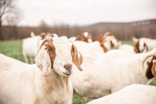 Goats 233004
