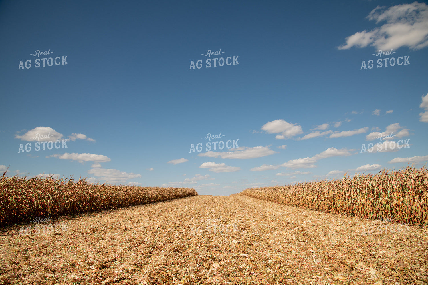 Patch Harvested in Middle of Corn Field 25887