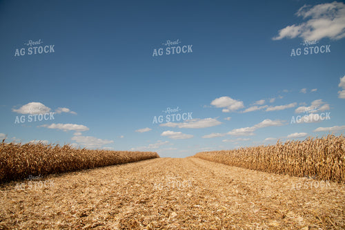 Patch Harvested in Middle of Corn Field 25887