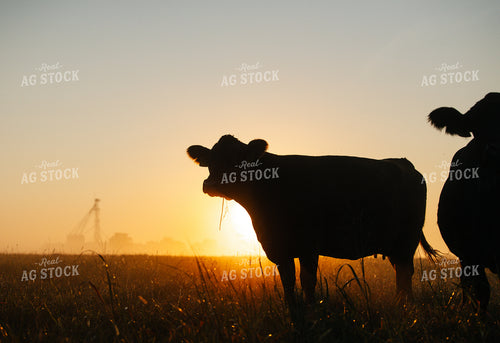 Black Angus Cattle on Pasture at Sunrise 219120