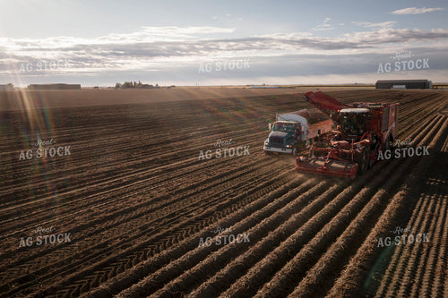 Potato Harvest 135052