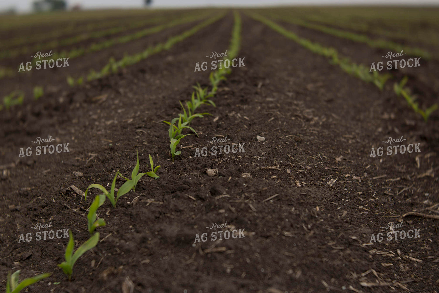 Corn - Early Growth 1046