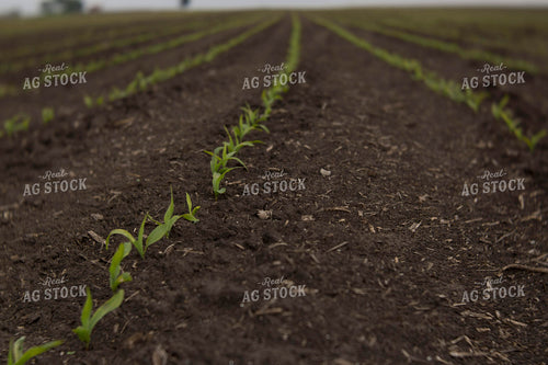 Corn - Early Growth 1046