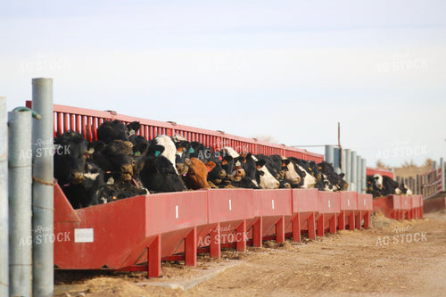 Angus Cattle Eating 82196