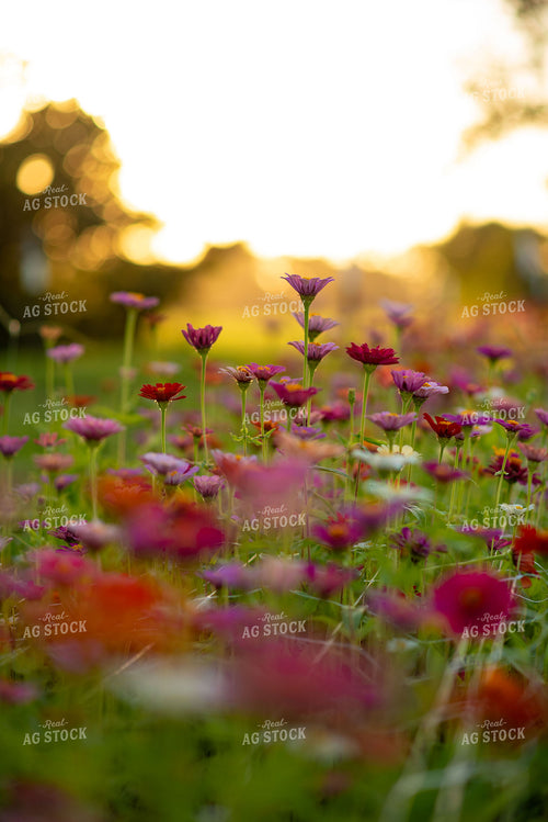 Zinnias 136239