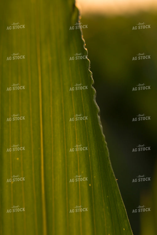 Corn - Mid-Season 1212