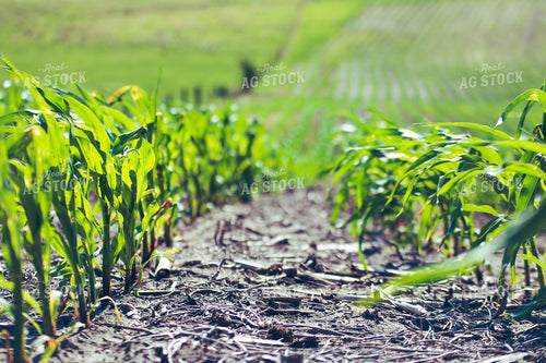 Corn Field 82525