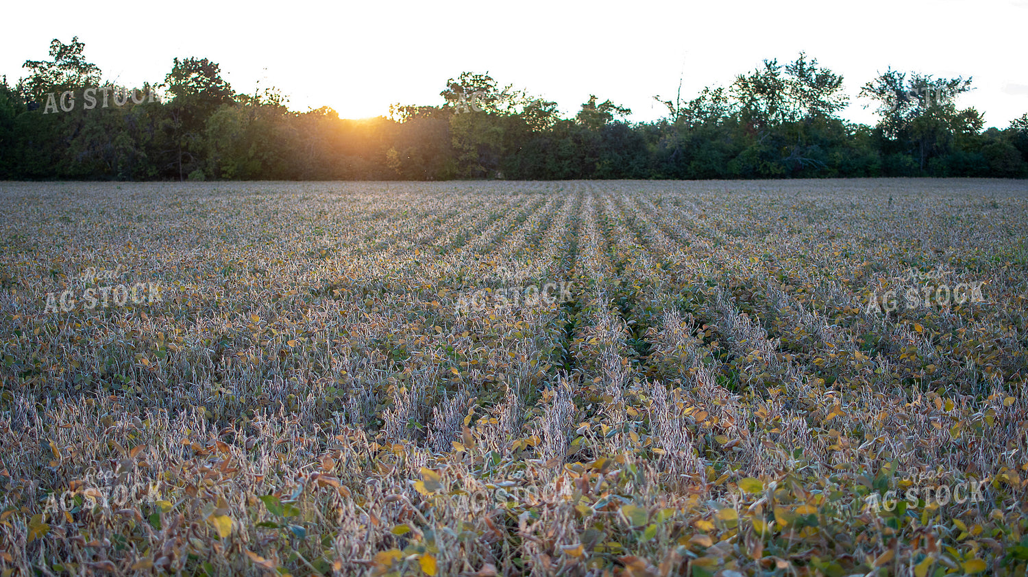 Farmer Checking Soybeans 50381