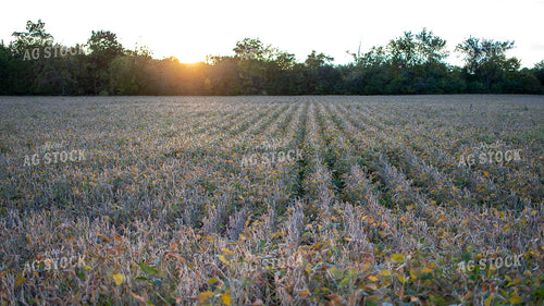 Farmer Checking Soybeans 50381