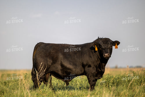 Angus Bull 72186